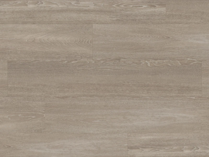 WP418 Pallida OH CM.jpg